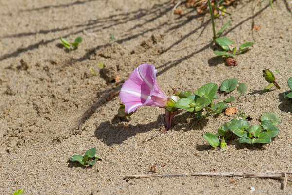 Liseron des dunes — Convolvulus soldanella L., 1753, (Bayonne (64), France, le 13/05/2025)