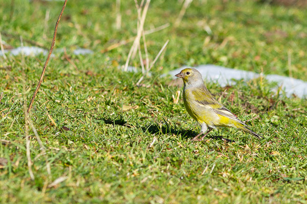 Venturon montagnard — Carduelis citrinella (Pallas, 1764), (Station de ski de La Pierre Saint-Martin, Arette, (64), France, le 06/11/2022)