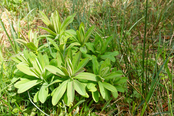 Euphorbe d'Illyrie — Euphorbia illirica Lam., 1788, (Saint-Médard-d'Eyrans (33), France, le 31/03/2022)