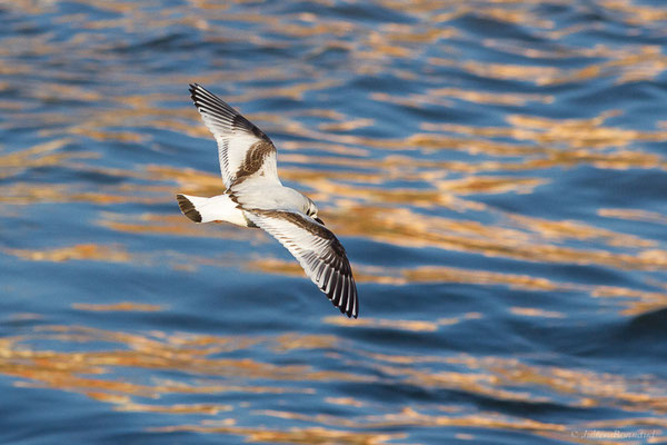 Mouette pygmée — Hydrocoloeus minutus (Pallas, 1776), (Capbreton (40), France, le 02/12/2022)