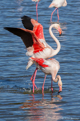 Flamant rose – Phoenicopterus roseus Pallas, 1811, (Parc ornithologique de Pont de Gau (13), France, le 20/02/2020)