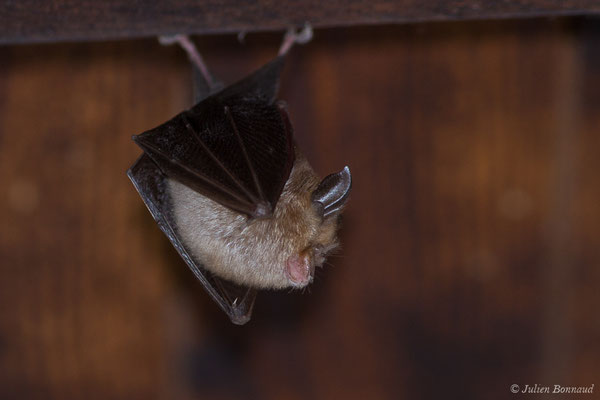 Petit rhinolophe — Rhinolophus hipposideros (Borkhausen, 1797)
