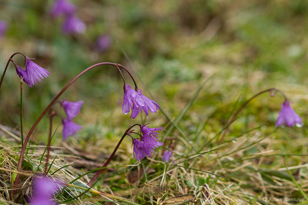 Soldanelle des Alpes – Soldanella alpina L., 1753, (Station de ski de Gourette, Eaux Bonnes (65), France, le 15/06/2020)