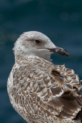 Goéland leucophée — Larus michahellis Naumann, JF, 1840, (Sagres (Vila do Bispo), Algarve (Portugal), le 29/08/2018)