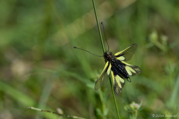 Ascalaphe soufré (Libelloides coccajus) (Pihourc, Saint-Godens (31), France, le 21/05/2018)