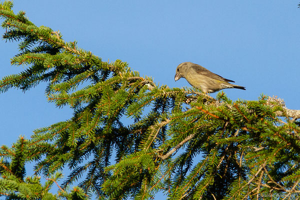 Bec-croisé des sapins — Loxia curvirostra Linnaeus, 1758, (Station de ski de La Pierre Saint-Martin, Arette, (64), France, le 05/11/2022)