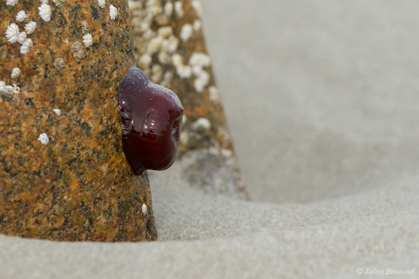 Actinie rouge – Actinia equina (Linnaeus, 1758), (Locmariaquer (56), France, le 05/07/2021) 