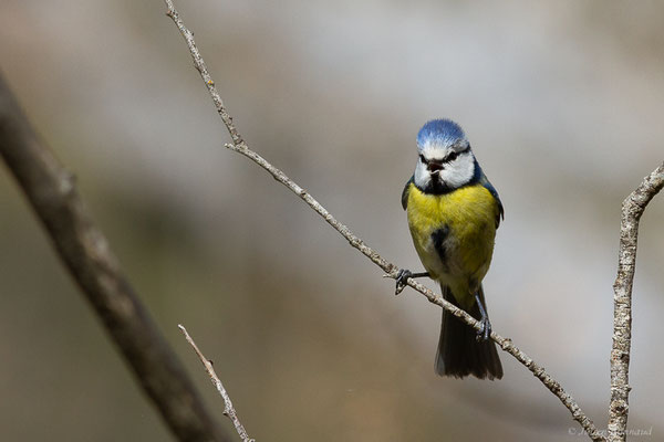 Mésange bleue – Cyanistes caeruleus (Linnaeus, 1758), (adulte) (Etsaut (64), France, le 11/04/2022)