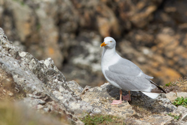 Goéland argenté — Larus argentatus Pontoppidan, 1763, (Cap Fréhel, Plévenon (22), France, le 06/07/2021)