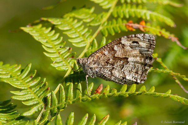 Agreste — Hipparchia semele (Linnaeus, 1758), (Saint-Jean-de-Luz (64), France, le 20/09/2023)