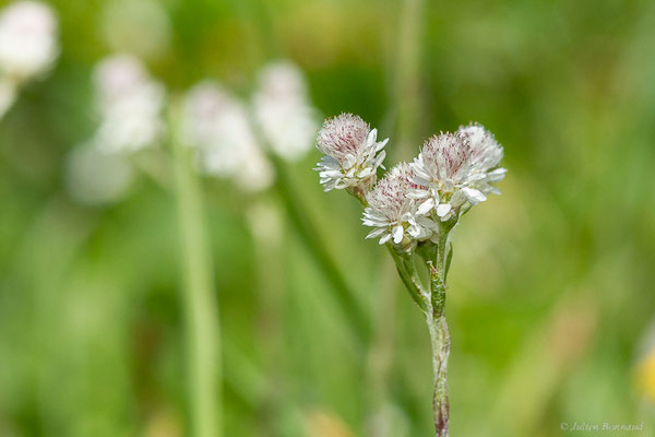 Gnaphale dioïque — Antennaria dioica (L.) Gaertn., 1791, (Station de ski de La Pierre Saint-Martin, Arette (64), France, le 06/07/2023)