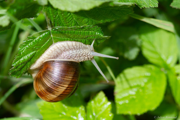 Escargot de Bourgogne — Helix pomatia Linnaeus, 1758