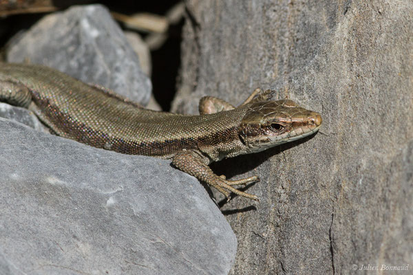 Lézard de Bonnal — Iberalacerta bonnali (Lantz, 1927), (Station de ski de Gourette, Eaux Bonnes (65), France, le 29/07/2021)