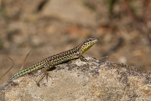 Lézard tyrrhénien — Podarcis tiliguerta (Gmelin, 1789), (Sartène (2A), France, le 06/09/2019)