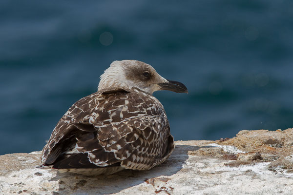 Goéland leucophée — Larus michahellis Naumann, JF, 1840, (Sagres (Vila do Bispo), Algarve (Portugal), le 29/08/2018)