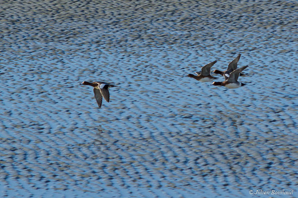 Canard siffleur — Anas penelope (Linnaeus, 1758), (Baie de Saint-Brieuc, Hillion (22), France, le 24/11/2017)