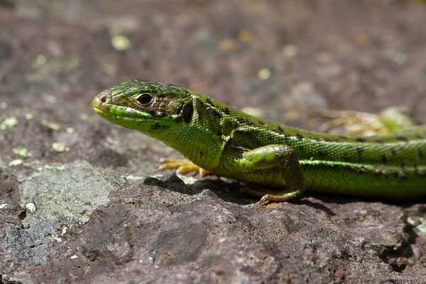 Lézard à deux raies — Lacerta bilineata Daudin, 1802, (Urdos (64), France, le 13/05/2024)