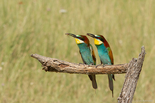 Guêpier d'Europe — Merops apiaster Linnaeus, 1758, (Pitillas (Navarre), Espagne, le 15/07/2023)