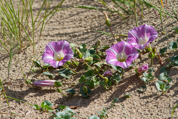 Liseron des dunes — Convolvulus soldanella L., 1753