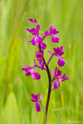 Orchis à fleurs lâches — Anacamptis laxiflora (Lam.) R.M.Bateman, Pridgeon & M.W.Chase, 1997