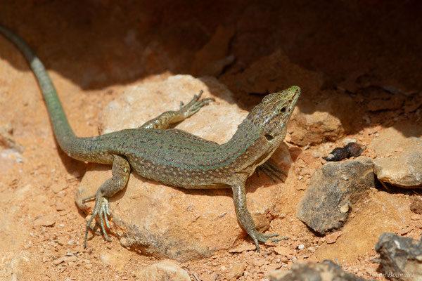Lézard des Baléares — Podarcis lilfordi (Günther, 1874)