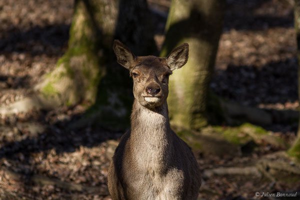 Cerf élaphe – Cervus elaphus Linnaeus, 1758, (Parc'Ours, Borce (64), France, le 30/12/2019)