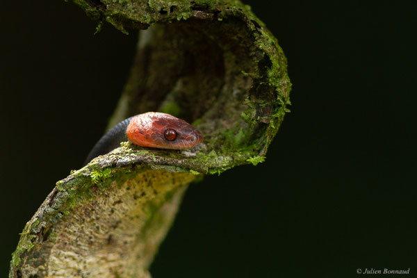 Siphlophide à tête orangée — Siphlophis compressus (Daudin, 1803), (mine d'or Dorlin, Maripassoula, Guyane, le 24/05/2017)