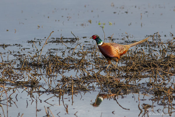 Faisan de Colchide — Phasianus colchicus Linnaeus, 1758, (mâle adulte) (Réserve naturelle Marais d'Orx (40), France, le 26/01/2018)