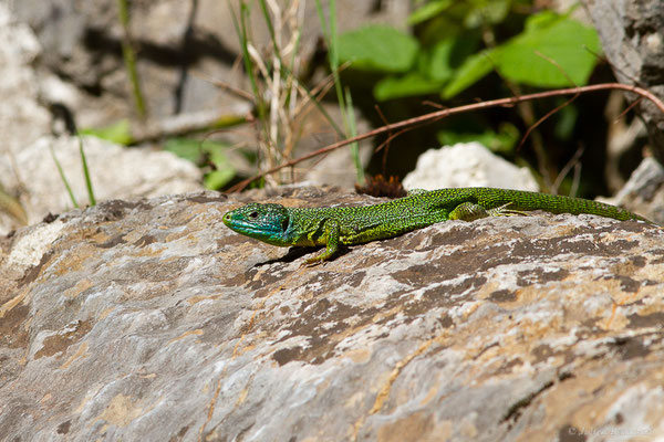 Lézard à deux raies — Lacerta bilineata (Daudin, 1802)
