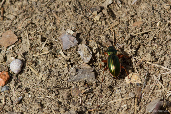 Carabe doré (Carabus auratus) (Pihourc, Saint-Godens (31), France, le 16/05/2019)