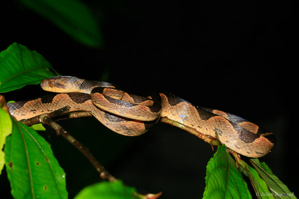 Leptodeire annelée — Leptodeira annulata (Linnaeus, 1758), (Kaw, Guyane, le 12/12/2014)