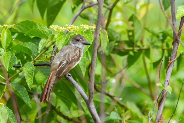 Tyran de Wied — Myiarchus tyrannulus (Statius Müller, 1776)