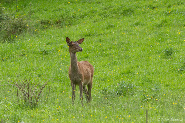 Cerf élaphe – Cervus elaphus Linnaeus, 1758, (Hameau du Plan, Saint-Béat (31), France, le 05/06/2018)