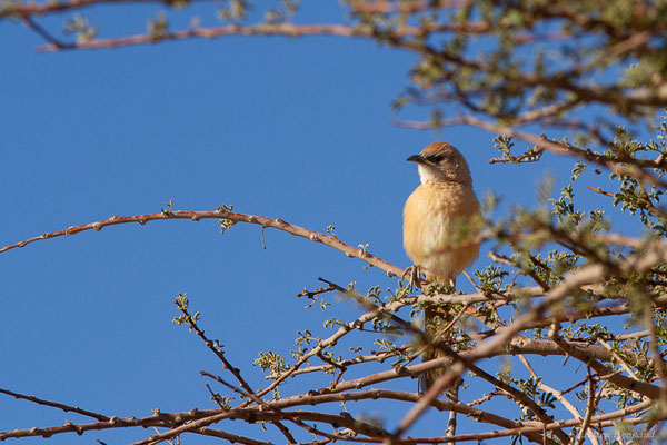 Cratérope fauve — Argya fulva (Desfontaines, 1789), (Tata (Souss-Massa), Maroc, le 08/02/2023)