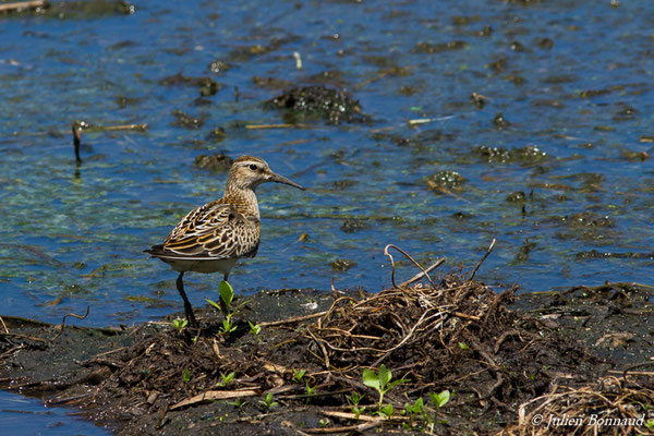 Bécasseau tacheté ou Bécasseau à poitrine cendrée — Calidris melanotos (Vieillot, 1819), (adulte, plumage internuptial) (Marais Leblond, Cayenne, Guyane, le 26/09/2016)