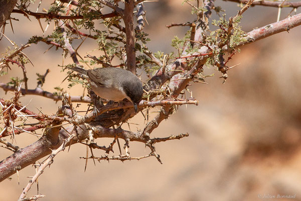 Fauvette orphée — Curruca hortensis (J.F. Gmelin, 1789),(Msseyed (Guelmim-Oued Noun), Maroc, le 28/03/2024)