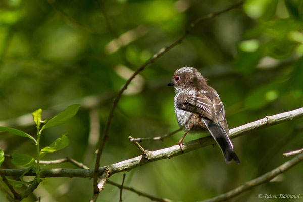 Orite à longue queue — Aegithalos caudatus (Linnaeus, 1758), (juvénile), (Ustaritz (64), France, le 22/05/2019)