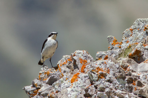 Traquet motteux — Oenanthe oenanthe (Linnaeus, 1758), (mâle adulte) (Col du Pourtalet, Laruns (64), France, le 06/07/2019)