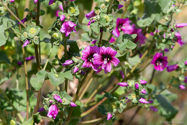 Lavatère arborescente — Malva arborea (L.) Webb & Berthel., 1837, (Mauguio (34), France, le 02/05/2025)
