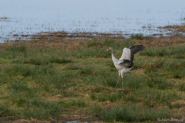 Grue cendrée – Grus grus (Linnaeus, 1758), (réserve des barthes de Saint-Martin-de-Seignanx (64), France, le 19/01/2019)
