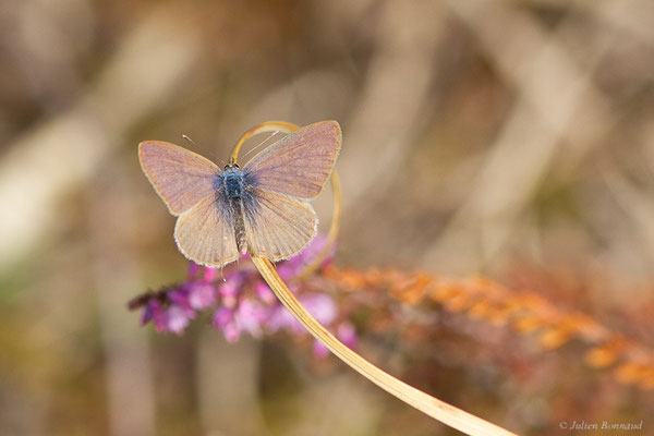 Azuré de Lang — Leptotes pirithous (Linnaeus, 1767), (Mont-de-Marsan (40), France, le 07/10/2022)