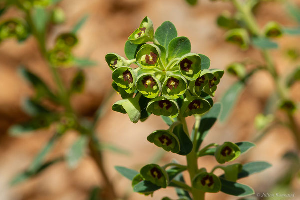 Euphorbe characias — Euphorbia characias L., 1753, (Chefchaouen (Tanger-Tétouan-Al Hoceïma), Maroc, le 24/02/2023)