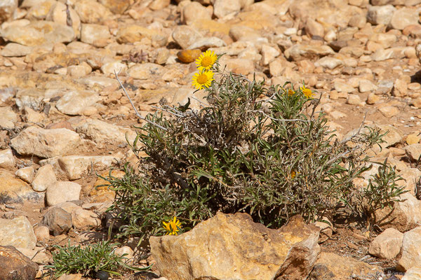 Asteriscus graveolens (Forssk.) Less., (Parc national de Souss-Massa, Sidi Binzarne, Maroc, le 02/02/2023)