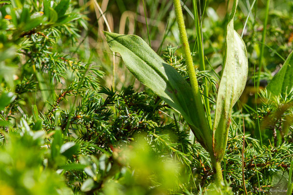 Arnica des montagnes — Arnica montana L., 1753, (Cirque glaciaire de Soulcem, Auzat (09), le 10/07/2023)