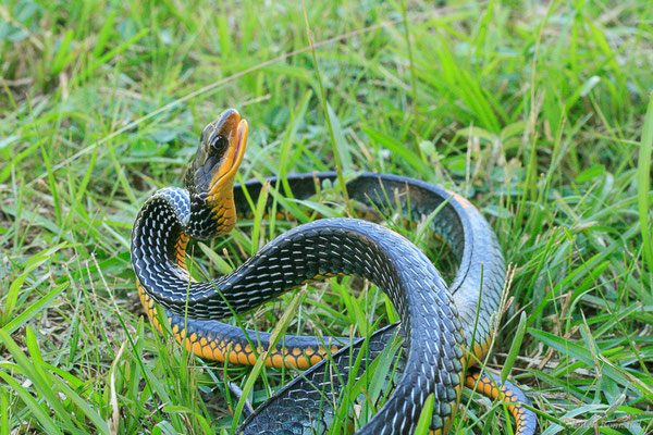 Couleuvre carénée — Chironius carinatus (Linnaeus, 1758), (Lycée agricole de Matiti, Guyane, le 23/07/2014)