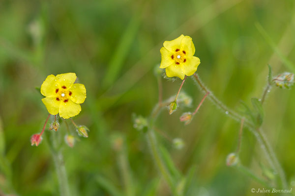 Hélianthème taché — Tuberaria guttata (L.) Fourr., 1868, (La Brède (33), France, le 11/06/2019)