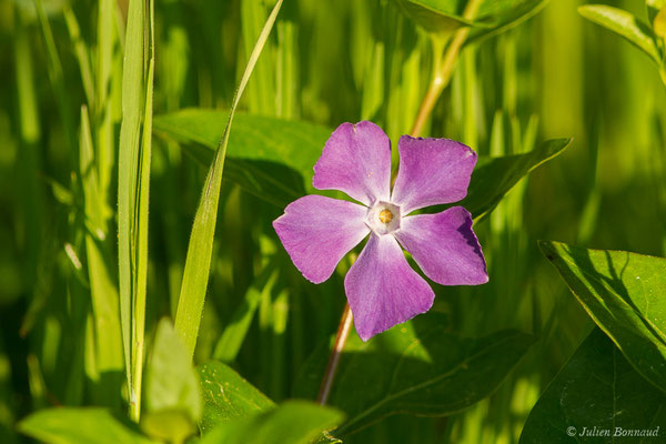 Grande pervenche (Vinca major) (Mazerolle (40), France, le 10/04/2020)