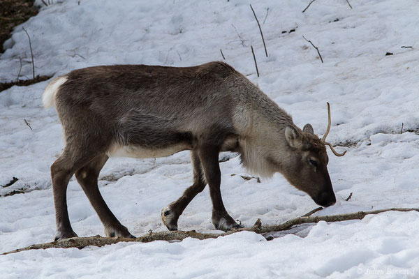 Renne — Rangifer tarandus (Linnaeus, 1758), (Parc faunistique Lacuniacha, Huesca, Espagne, le 09/02/2020)