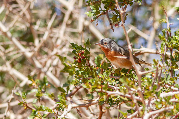 Fauvette passerinette — Curruca iberiae (Svensson, 2013), (Msseyed (Guelmim-Oued Noun), Maroc, le 29/03/2024)