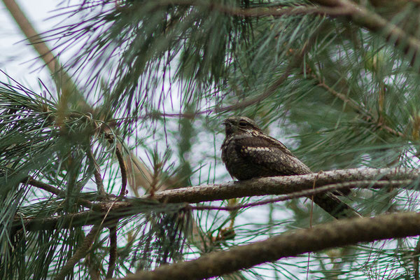 Engoulevent d'Europe – Caprimulgus europaeus Linnaeus, 1758, (mâle adulte) (Monségur (40), France, le 12/05/2020)